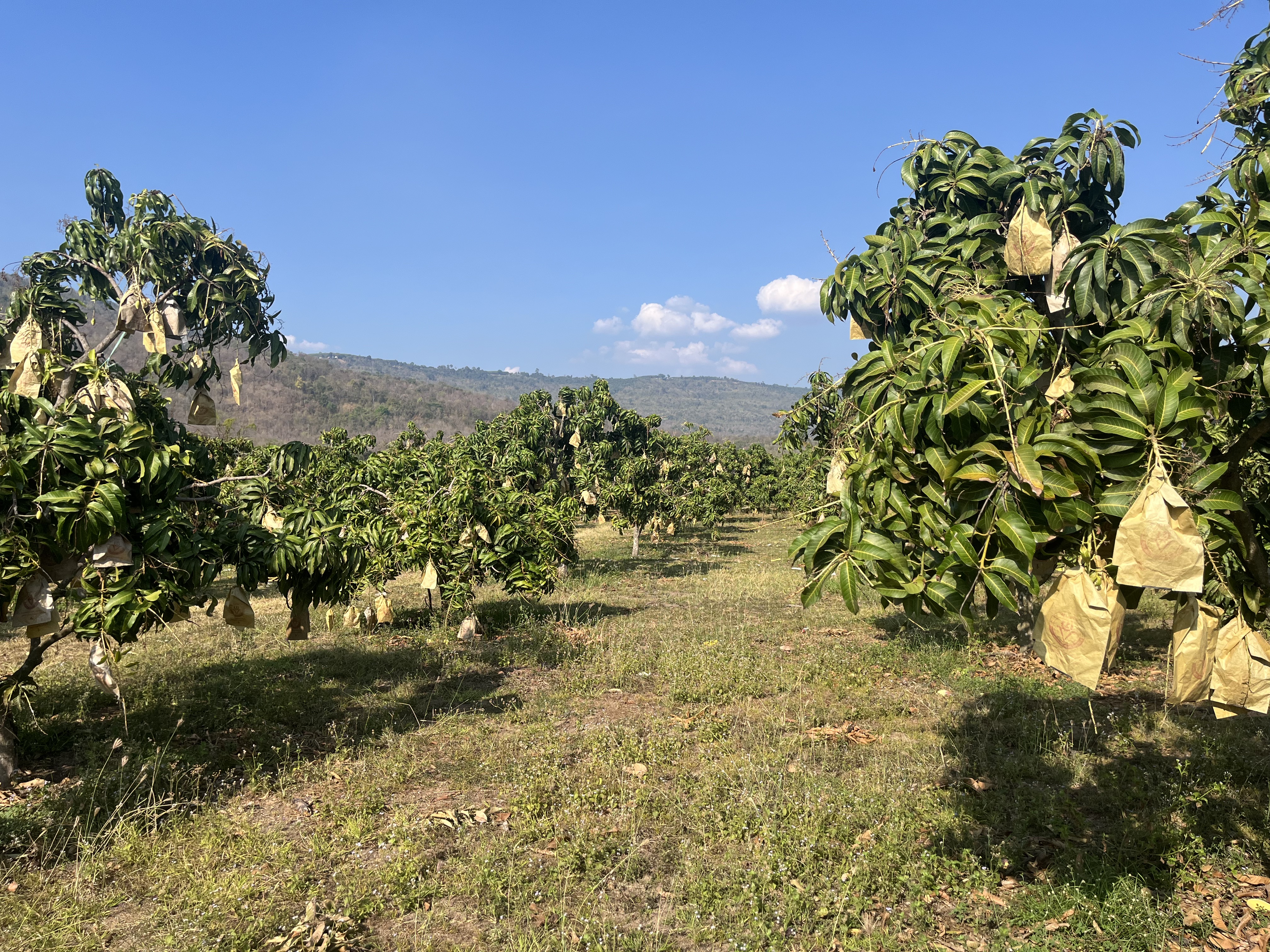 Sunflowers export Thailand